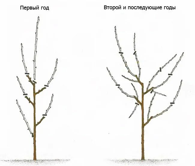 Через сколько лет после посадки плодоносит яблоня. Схема обрезки яблони весной. схема обрезки саженцев яблони. обрезка однолетних саженцев яблони. схема обрезки саженцев яблони осенью.