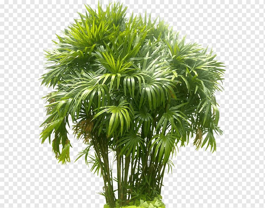 Pdf plant. Пальма Арека (Arecaceae). Рапис хумилис. Лист пальмы Рапис. Рапис Экселза.