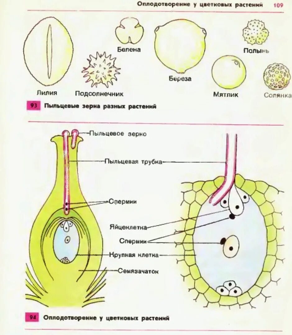 Оплодотворение покрытосеменных растений схема. Схема процесса двойного оплодотворения цветковых растений. Схема двойного оплодотворения у покрытосеменных растений. Оплодотворение пыльцевого зерна схема.