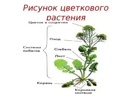 Нарисовать цветковое растение