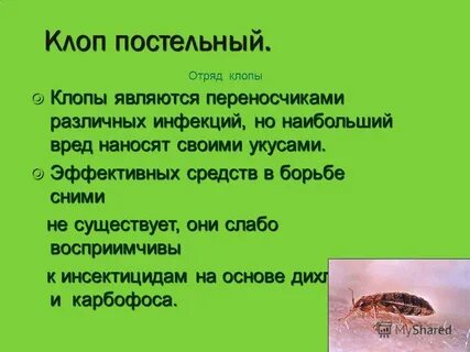 Клопы вред