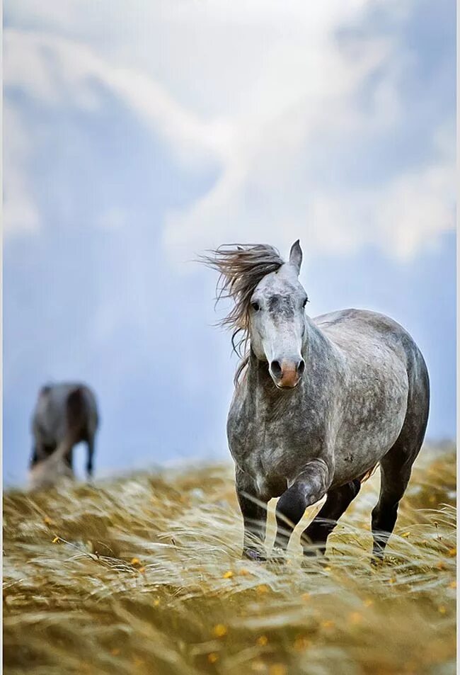 Horse песня. Horse last. Horse last. Картинки к песне конь. Horses свет.