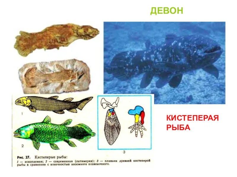 Кистеперые рыбы. Кистеперые рыбы девона. Кистеперые рыбы представители. Палеозой- кистеперые. Появление кистеперых рыб