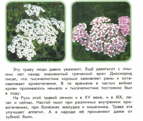 Тысячелистник зеленые страницы 3. Тысячелистник информация для детей. Тысячелистник. Беленые страницы тысячелистник. Зеленые страницы атлас определитель плешаков.
