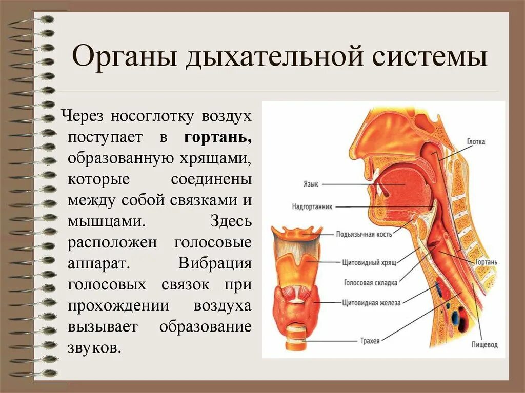 Дыхательная система гортань строение. Структуры дыхательной системы гортань. Трахея и пищевод надгортанник. Строение дыхательной системы трахея глотка. Гортани органы входящие в состав системы