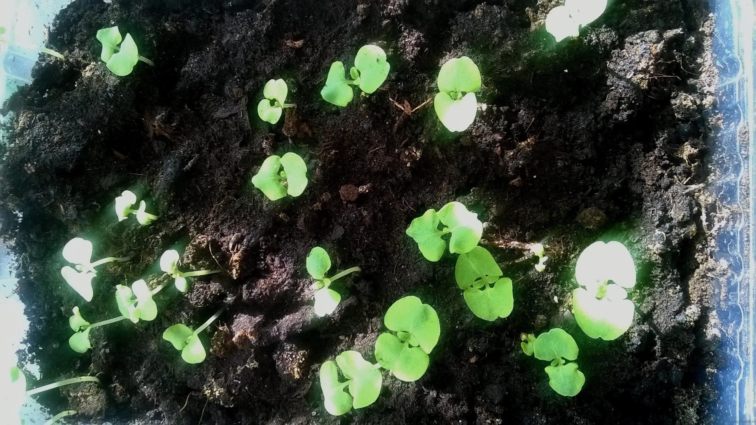 сальвия пикировка рассады. сальвия всходы. сальвия пикировка. сальвия пикировать рассаду. как сеять сальвию на рассаду.