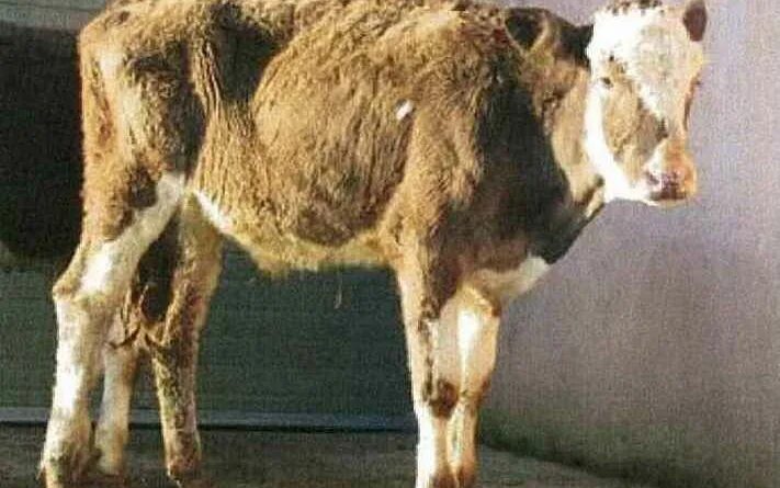 Пневмония у телят. Комплексное лечение. Pneumonia in calves. Complex treatment. 