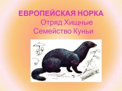 Вид семейства куньих отряд хищных