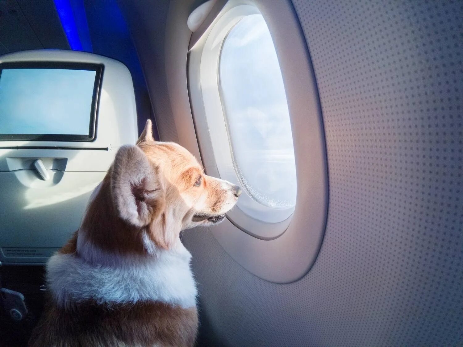 Pet travel. Собака в салоне самолета. Животные в салоне самолета. Животное в самолете. Перевоз животных в самолете.