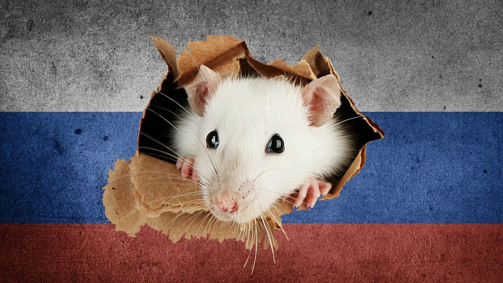 Russian rat. Rat Trojan. Rat Malware. Рата русских