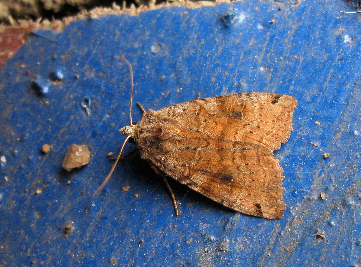Капустная совка mamestra brassicae. Бабочка озимая совка. Капустная моль имаго. Lacanobia oleracea бабочка. Огородная совка lacanobia oleracea l.