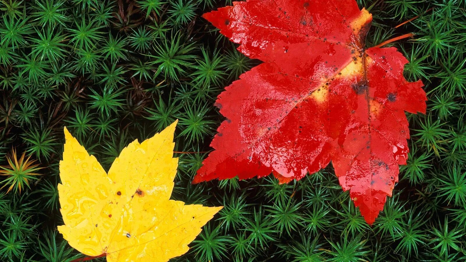 красивая осень. осенние листья. красновато желтые листья. разноцветные листья. желтый лист.