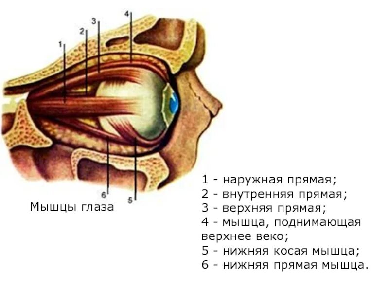 Верхняя наружная. Мышца поднимающая верхнее веко анатомия. Верхний наружный квадрат ягодичтой мвшци. Медиальная стенка глазницы анатомия. Верхняя стенка гайморовой пазухи анатомия.