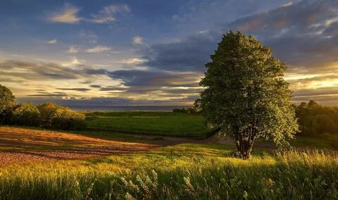 Evening summer