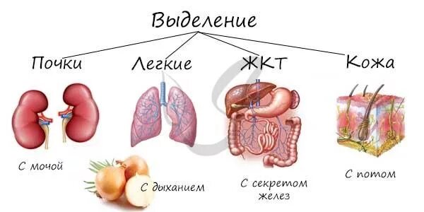 Система выделения тест. Органы образования и выделения мочи. выделение из организма продуктов обмена веществ. выделительная система препарат. система мочи выделения.
