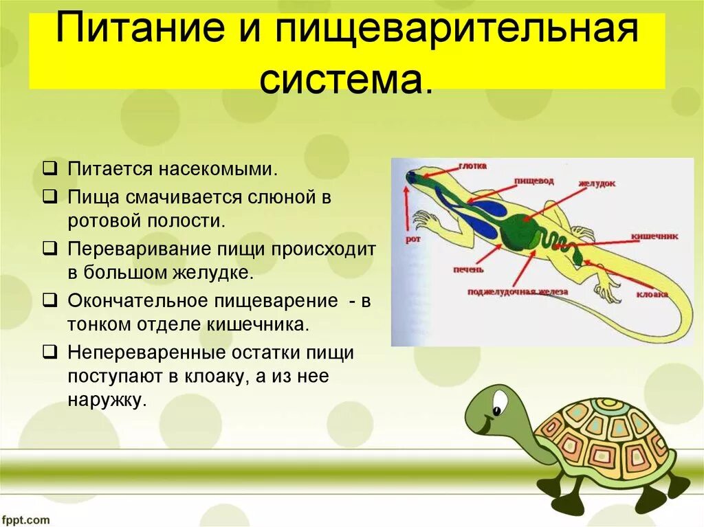 Желудок ящерицы. Пищеварительная система пресмыкающихся 7 класс биология. Пищеварительная система черепахи пресмыкающихся. Пищеварительная система пресмыкающихся 7 класс. Пищеварительная система насекомых 7 класс биология.