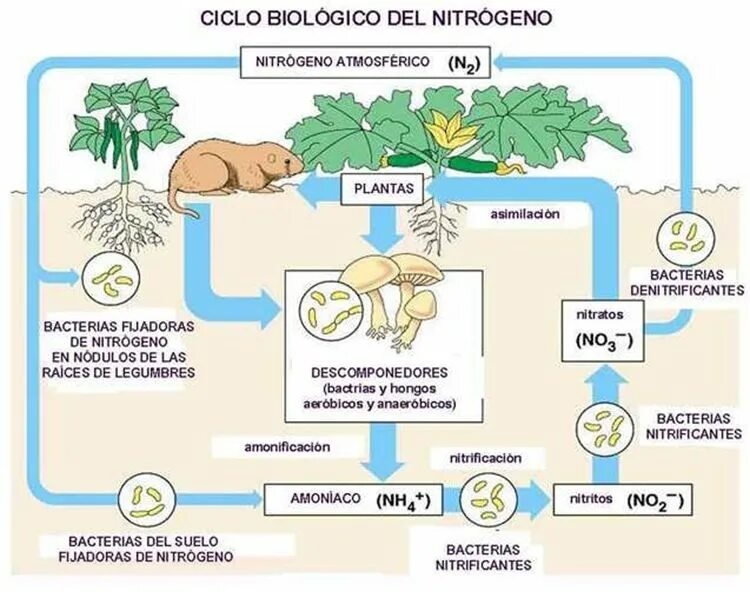 Соединения азота в почве. Круговорот азота в растениях. Биологический цикл азота. Цикл азота в почве. Роль азота для растений.