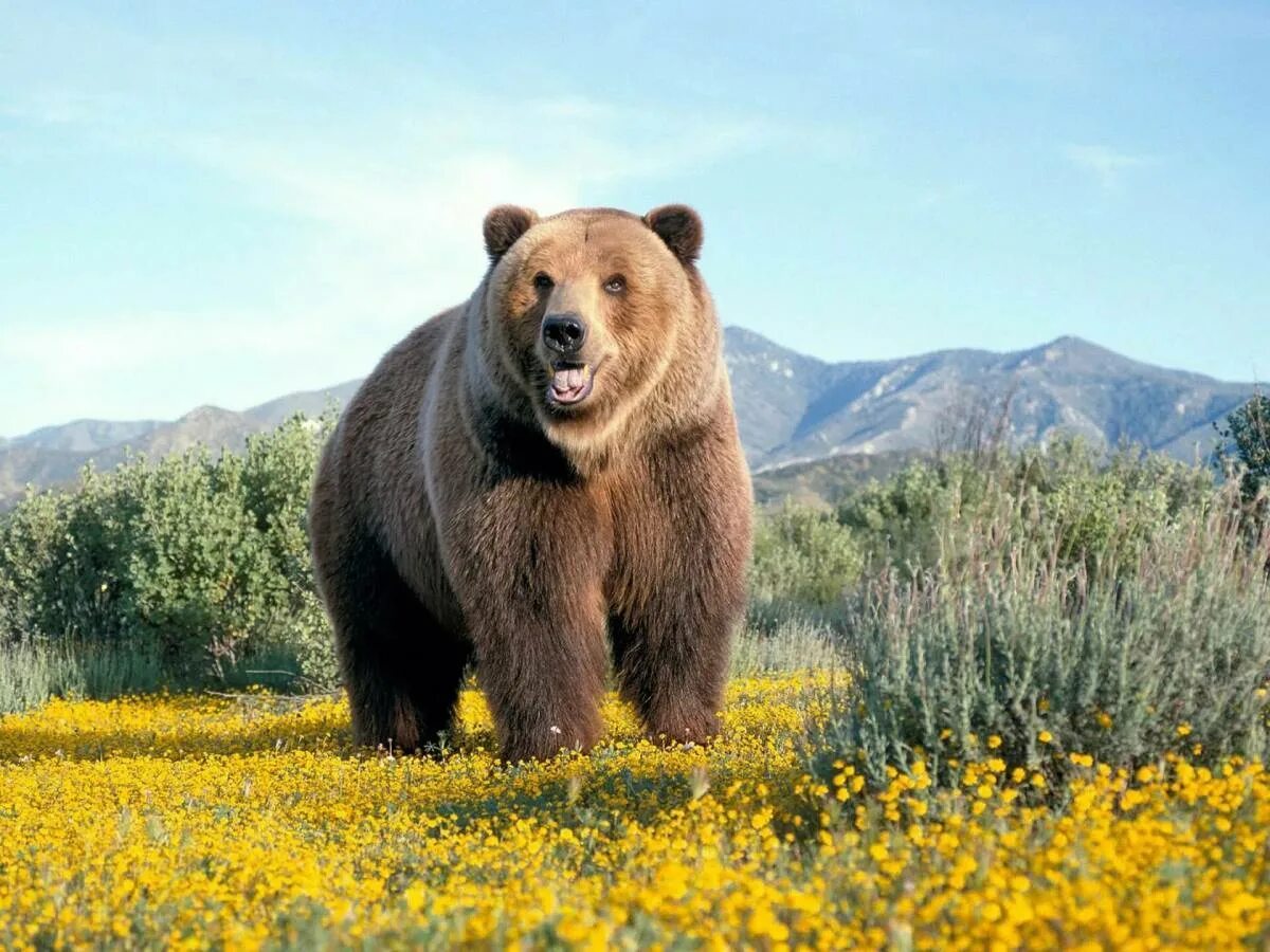 Северная Америка медведь Гризли. Сибирский бурый медведь. Североамериканский медведь Гризли. Канадский Гризли. Аю дж