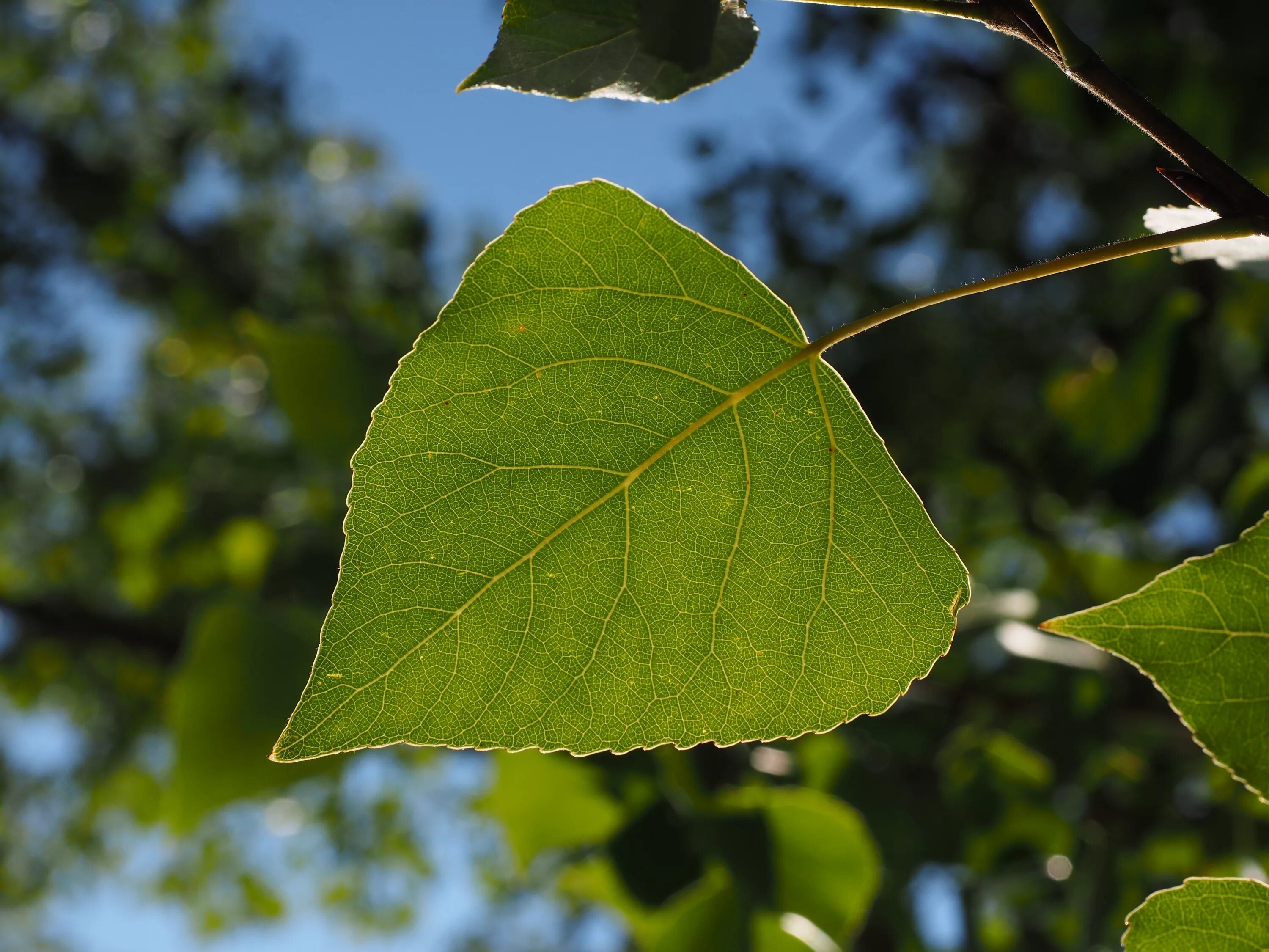 Лист молодой осины. Тополь дельтовидный листья. Тополь черный осокорь листья. Populus nigra лист. Тополь черный Populus nigra листья.
