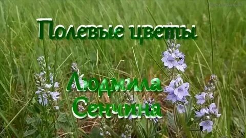 Песня 1 полевой