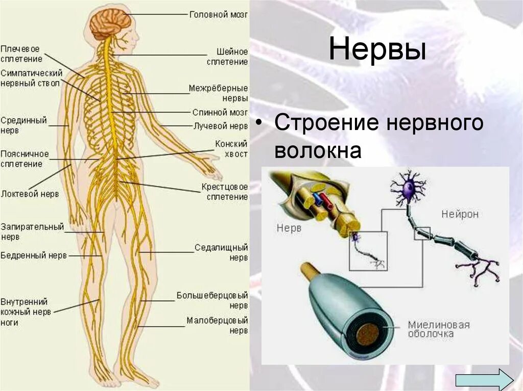 Строение нерва рисунок. Нервная система человека анатомия строение. Строение нервной системы человека схема. Нервы человека анатомия строение. Нервные узлы в нервной системе человека схема.