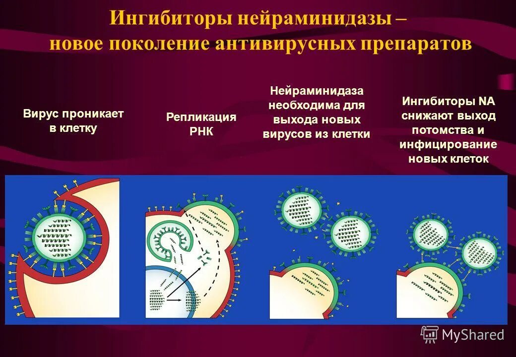 Нейраминидаза вируса гриппа. Препараты ингибиторы нейраминидазы вирус. Противогриппозный препарат ингибитор нейраминидазы. Ингибиторы неромидаза.