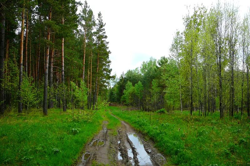 Сайт тайга новосибирск