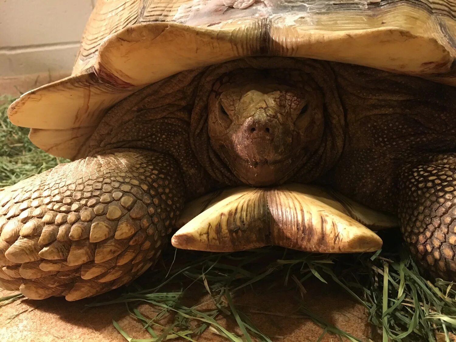 Посмотрим черепахи. Африканская шпороносная черепаха. Geochelone sulcata. Шпороносная черепаха Сухопутные черепахи. Метровая шпороносная черепаха.