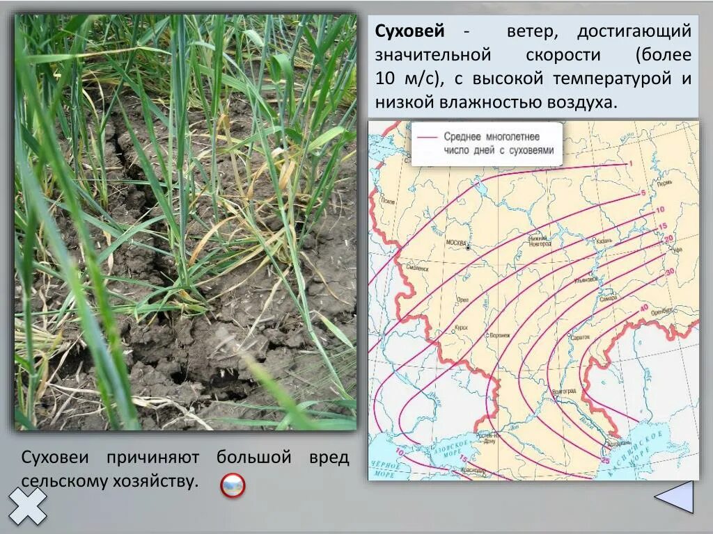 Районы суховеев. Зоны засухи и суховеи. Суховей ветер. Суховеи в России. Карта Суховеев.