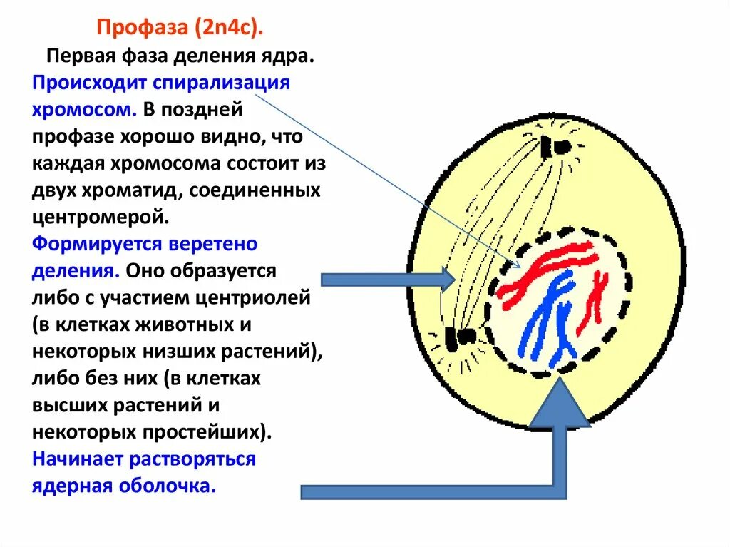 Профаза митоза ядрышко. Профаза 2. Профаза клетки. Спирализация хромосом фаза.