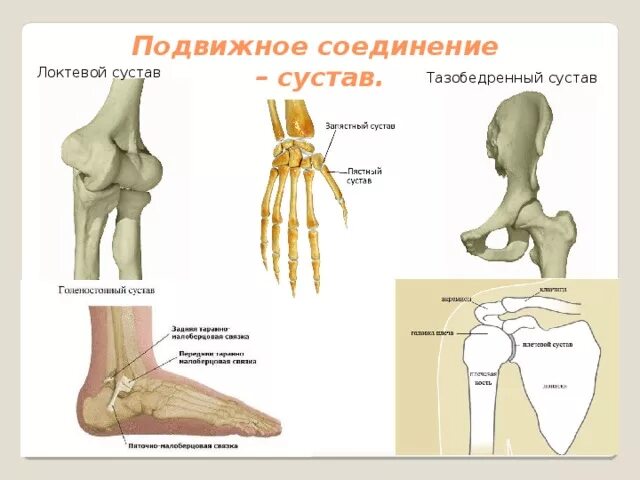 Ложный сустав локтевого сустава. Соединение костей локтевой сустав. Подвижные соединения суставы. Тип соединения костей в тазобедренном суставе.