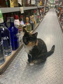 Коты в необычных местах