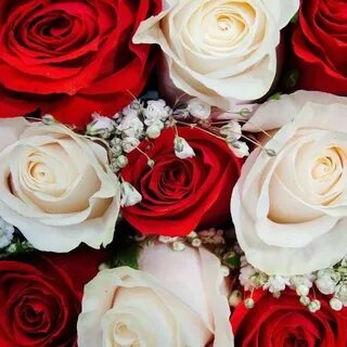 Roses version