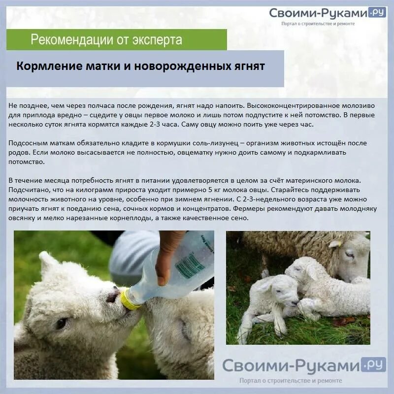 Чем кормить козу в домашних условиях. Корма для овец и коз. Рекомендации по кормлению овец. Схема разведения овец. Кормление ягнят.