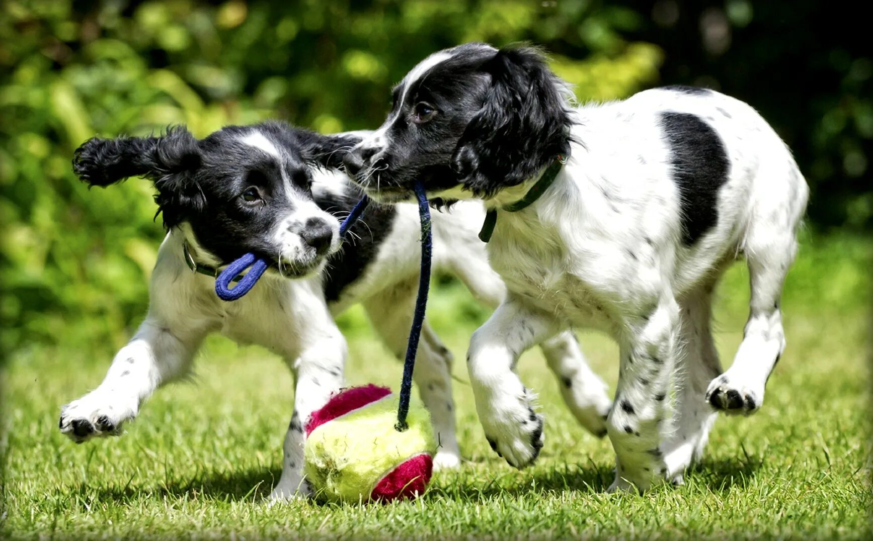 Старенькая собачка. Senior dog. Собаки. Join dogs. Join dogs.