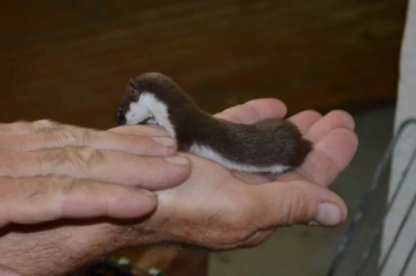 Горностай домашний. Ласка домашняя содержание. Ласка зверек в доме. Плюсы и минусы хорька. Домашняя белая ласка.