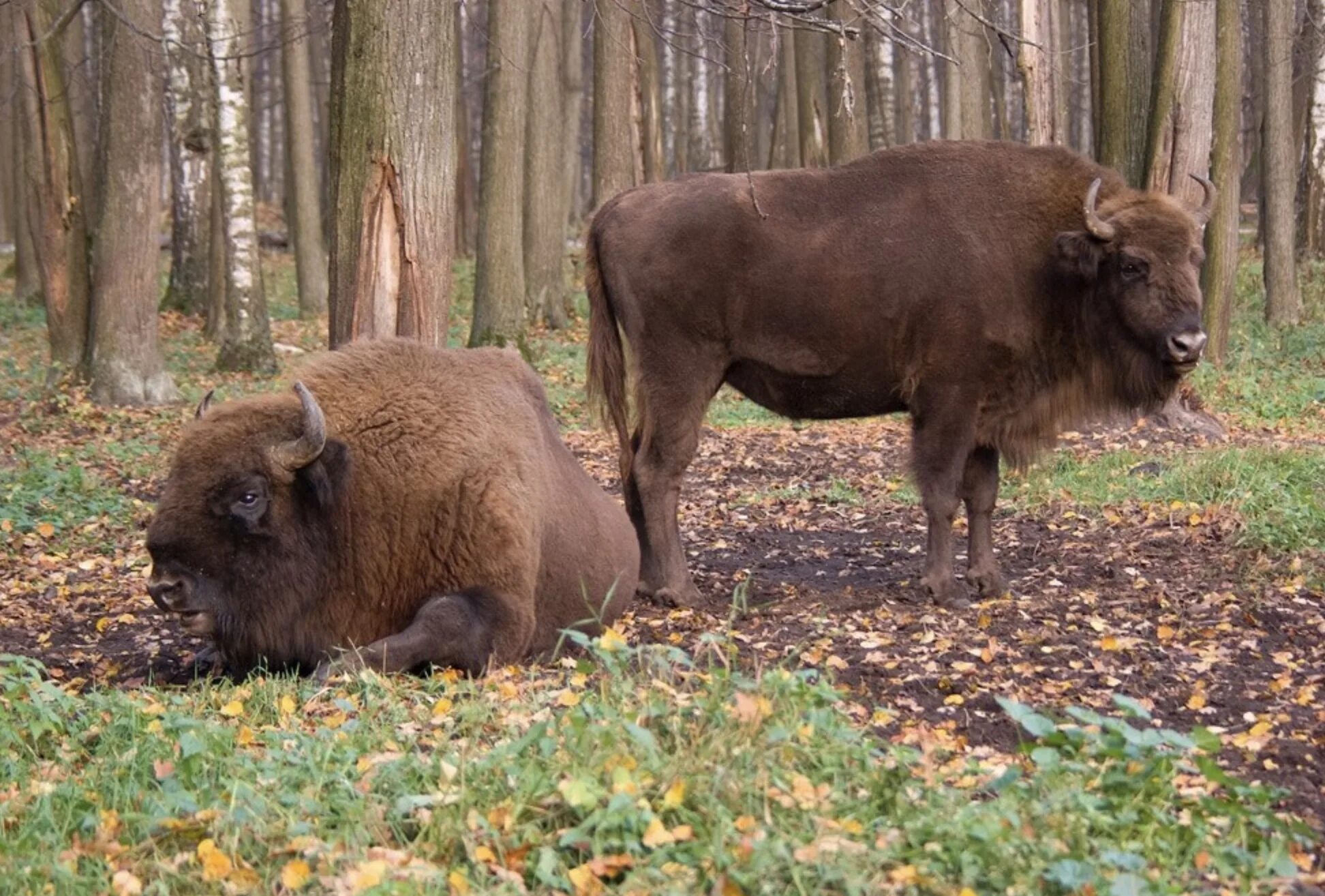 Зубровник приокско-террасный заповедник. Зубровый заповедник серпухов. Приокско-террасный заповедник зубры. Приокский биосферный заповедник. Приокский биосферный заповедник.