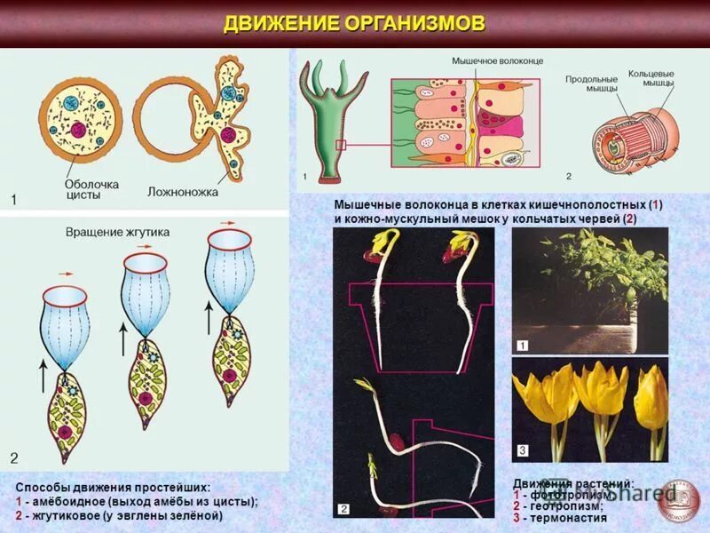 Способы движения живых организмов. Способы передвижения живых организмов. Движение это в биологии. Формы движения организмов\. Таблица передвижение животных