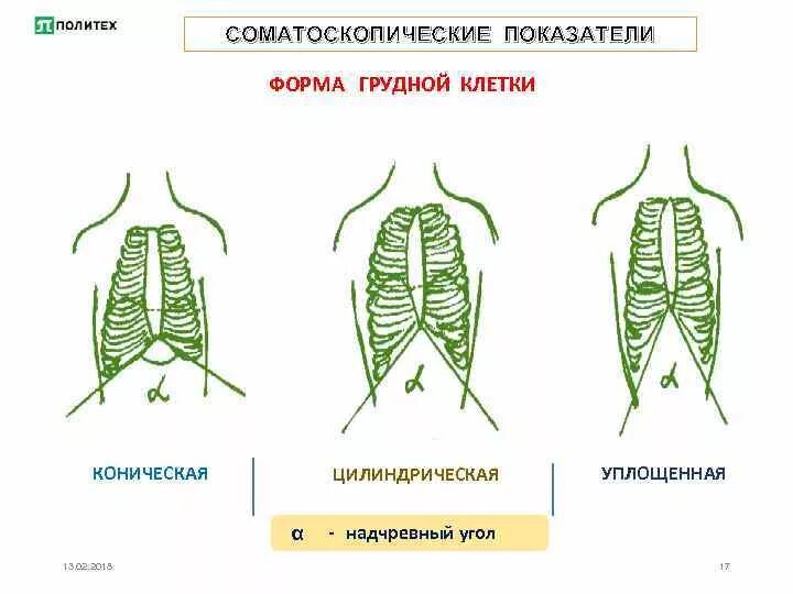 Норма формы грудной клетки у взрослых. Формы грудной клетки коническая цилиндрическая уплощённая. Плоская форма грудной клетки. Коническая цилиндрическая и плоская грудная клетка. Форма грудной клетки у астеников.
