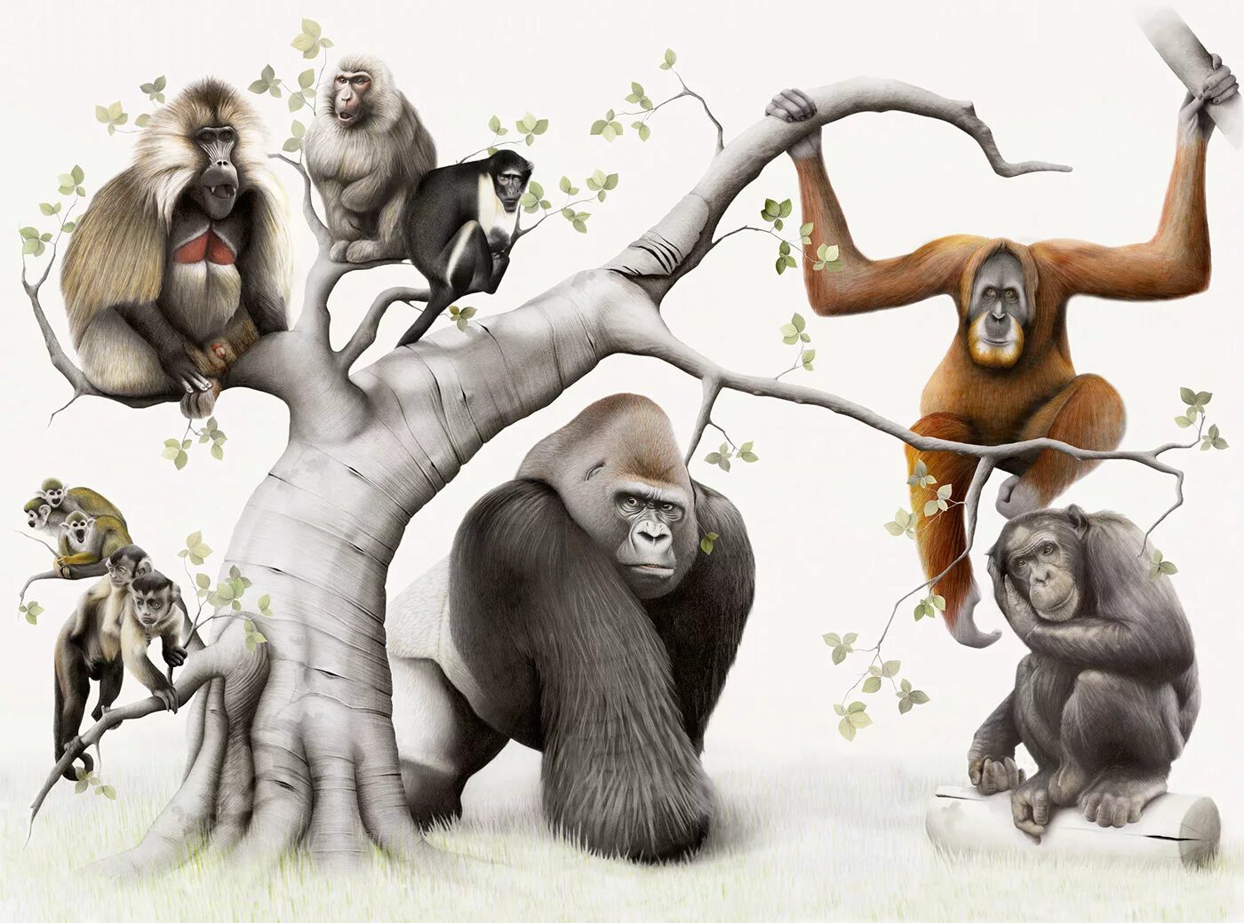 Отдел обезьяна. Шимпанзе горилла орангутан. Шимпанзе, горилла, орангутанг, Гиббон. Человекообразные обезьяны. Человекоподобные обезьяны.