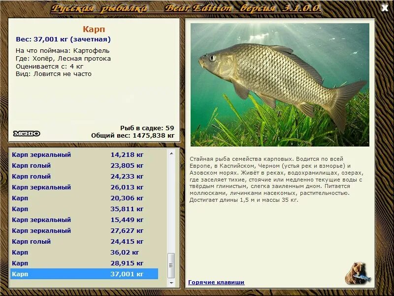 сколько лет карпу. карп размеры. карп зеркальный. карп, вес. карп размеры.