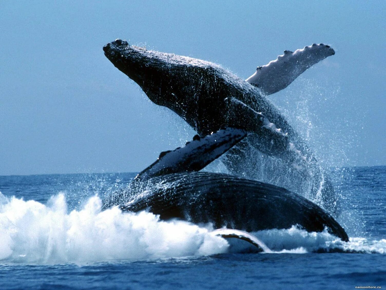 Киты атлантического океана. Кит Горбач. Китообразные горбатый кит. Синий горбатый кит. Горбач или горбатый кит.