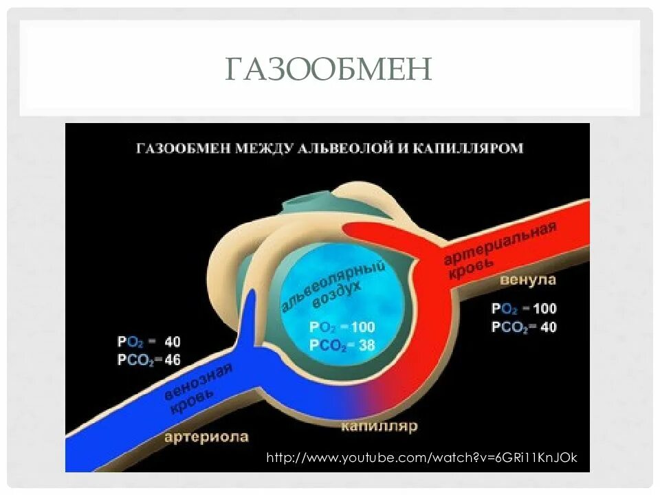 Обмен газов между альвеолярным воздухом и кровью. Газообмен между ольвиолами и кровью. Газообмен в ка. Газообмен между альвеолами и кровью. Перенос кислорода и углекислого газа.