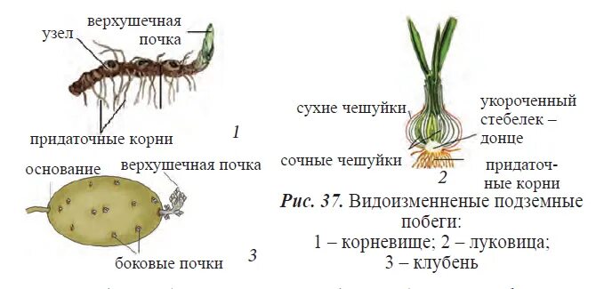 Биология 5 класс строение корневища. Видоизменения побегов корневище строение. Клубень и луковица это видоизмененные побеги. Видоизменения побегов 6 класс биология корневище клубень луковица. Доказательство корневище видоизмененный побег