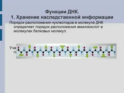 Хранение передача и реализация наследственной клетке