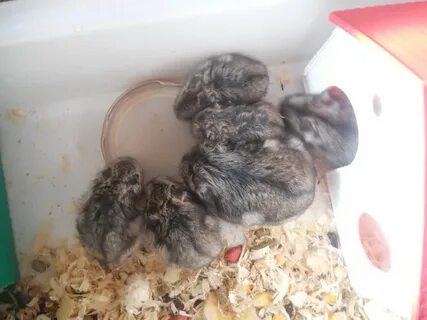 Роды хомяка