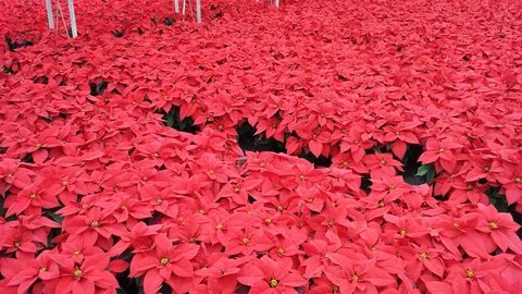 Plants 2015