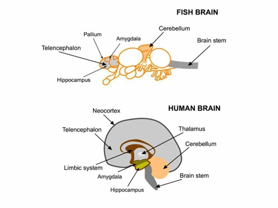 Brain fish. Fish Brain structure. Мозг рыбы. Головной мозг акулы. Головной мозг рыбы.