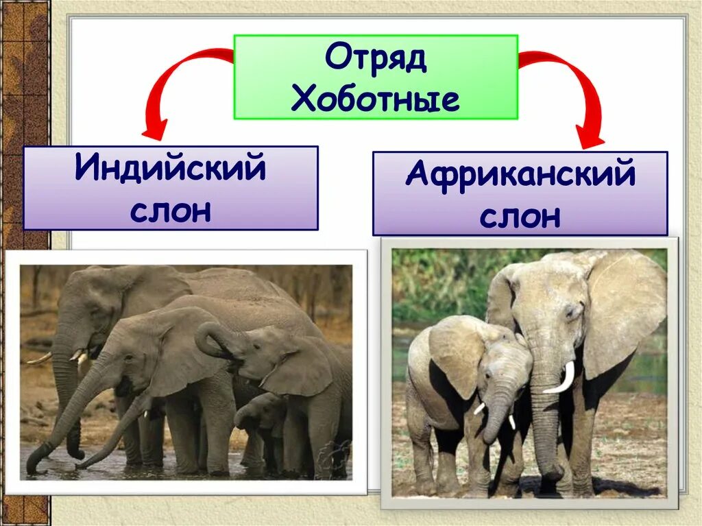 Какой тип развития характерен для африканского слона. Отряды млекопитающих хоботные. Отряд хоботные Африканский слон. Отряд хоботные индийский слон. Отряд хоботные классификация.