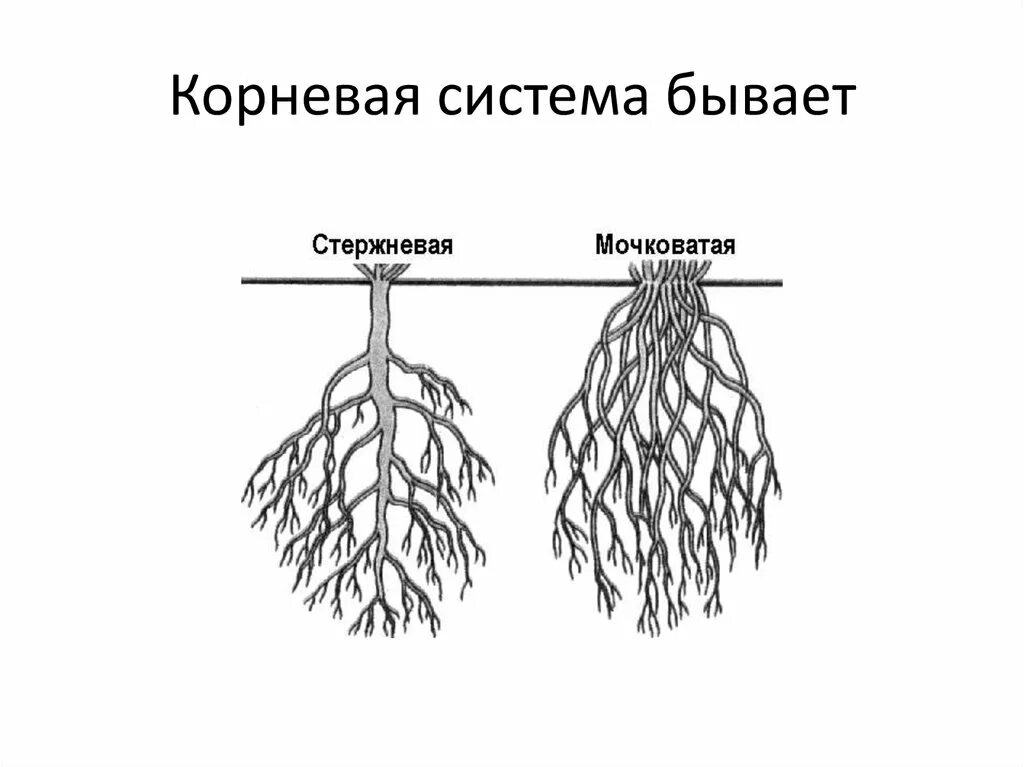 Сложная корневая система. Схема корневой системы. Схема стержневой системы. Стержневая корневая система рисунок.